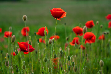 Huge red poppy field at Bavarian nature