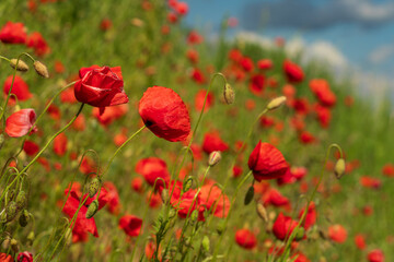 Huge red poppy field at Bavarian nature