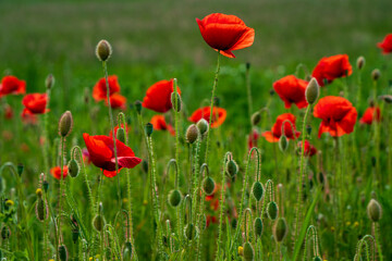 Huge red poppy field at Bavarian nature