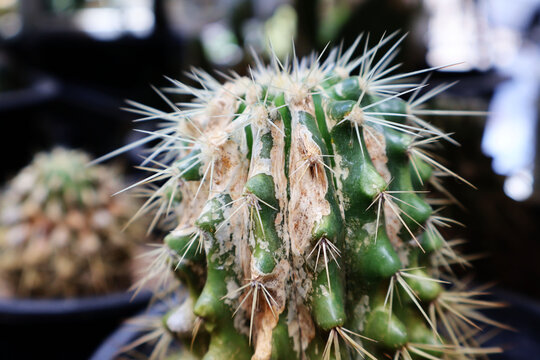 Cactus Disease" Images  Browse 57 Stock Photos, Vectors, and Video | Adobe  Stock