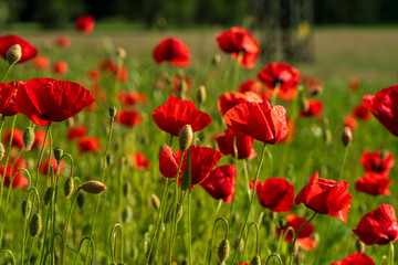 Huge red poppy field at Bavarian nature