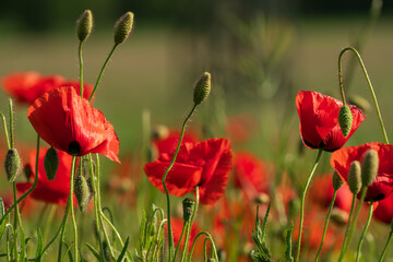 Huge red poppy field at Bavarian nature