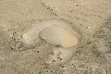 Tranquil Beach Scene: Stones on Shoreline, Coastal Serenity, Pebbles by Ocean, Natural Beauty