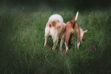 Fluffy butts and tails of dogs standing in a field on the grass. Training dogs to search and smell.