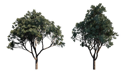 Fototapeta premium tree isolated on white background