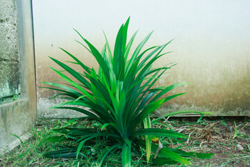Fragrant pandan (or simply pandan) is a type of monocotyledonous plant from the Pandanaceae family...