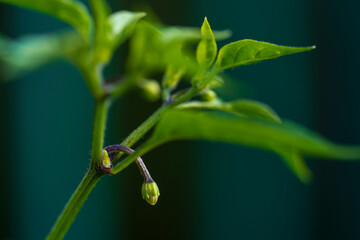 Chili blossom in close up view with green and soft bokeh background