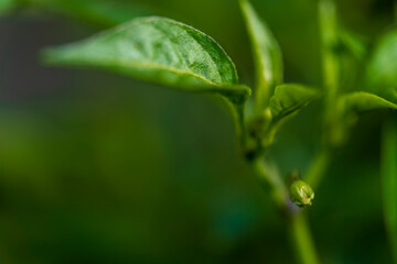 Chili blossom in close up view with green and soft bokeh background