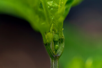 Chili blossom in close up view with green and soft bokeh background
