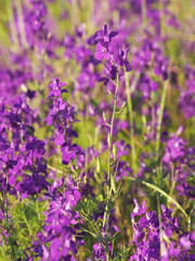 Purple wild flower field of oriental knight spur plant, Consolida orientalis