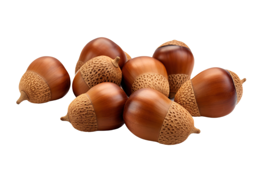 The Towering Acorn Menagerie on White or PNG Transparent Background.