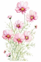 cosmos themed frame or border for photos . delicate pink and white flowers. watercolor illustration,  white color background.