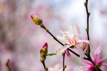 Blooming magnolia in spring. Beautiful buds of pink flowers close-up with blurred space for text.