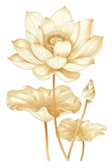 A single lotus flower blooms on a pure white background
