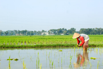 a farmer is planting rice in the traditional way without using machines and wearing traditional hats made from woven bamboo in the morning