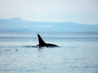 Fototapeta premium Orca or killer whale in sea water of north part of Pacific ocean