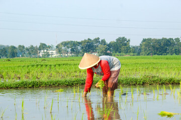 a farmer is planting rice in the traditional way without using machines and wearing traditional hats made from woven bamboo in the morning