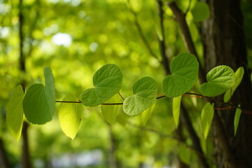 green leaves are beautiful