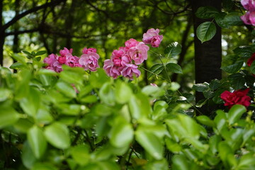 The red rose vine is beautiful