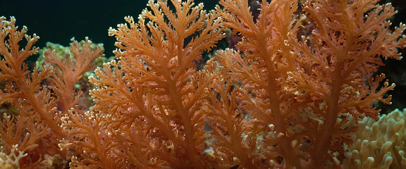 The Amazing close up of soft coral