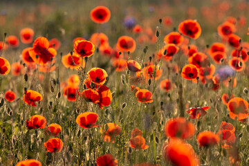 Polne maki w świetle letniego słońca