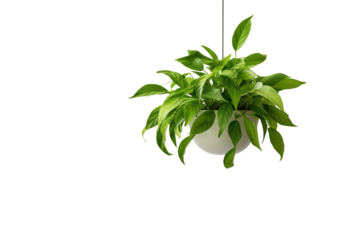 Ethereal Greenery Swaying on a White Canvas Wall on White or PNG Transparent Background.