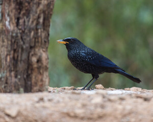 Blue whistling thrush bird resting with use of selective focus
