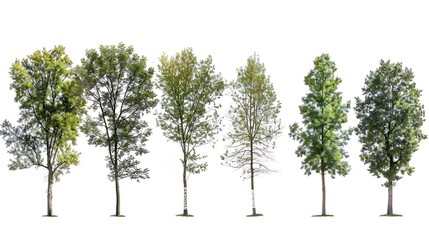 Trees collection isolated on white background : Generative AI