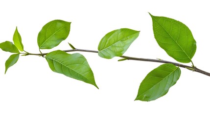 Green leaves Small green foliage on twig  isolated on white background with clipping path : Generative AI