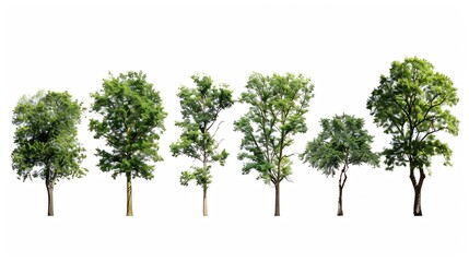 Isolated trees on white background  The collection of trees : Generative AI