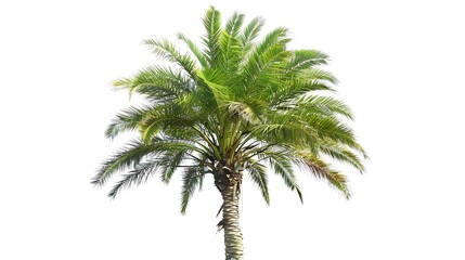 Obraz premium Green beautiful palm tree isolated on white background : Generative AI