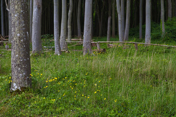 Gespensterwald an der Ostsee, Ostseeküste im Ostseebad Nienhagen, Landkreis Rostock in...