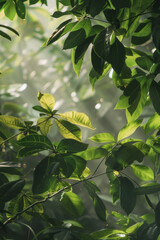 Nature green serene background with soft dappled light filtering through leaves