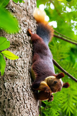 Portrait of Malabar Giant Squirrel