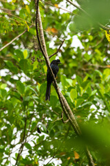 Greater Racket-tailed Drongo perched on a tree branch, Vagamon, Kerala, India