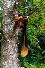 Portrait of Malabar Giant Squirrel