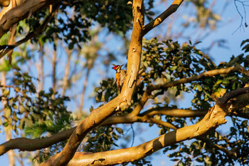 Black rumped flameback woodpecker perched on tree
