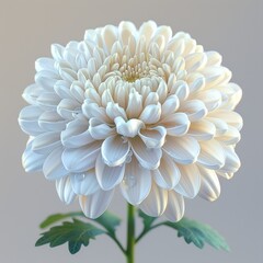 Exquisite 3D Chrysanthemum with Dew Drop - High Detail Realistic Textures in 8K HD
