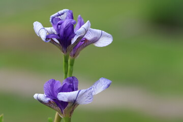 Purple garden iris