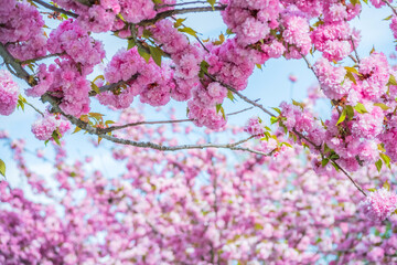 Pink flowers, pink flowers are trees, tree branches are trees. Bottom-up view, selective focus.
