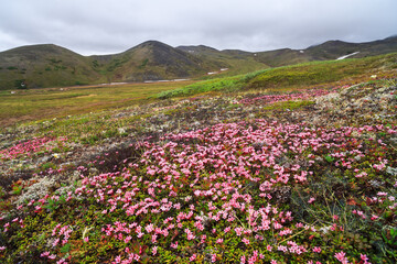 Alpine azalea (Kalmia procumbens or Loiseleuria procumbens) on the hillside. Beautiful blooming...