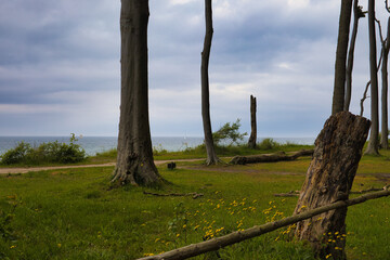 Baum im Gespensterwald an der Ostsee, Ostseeküste im Ostseebad Nienhagen, Landkreis Rostock in...
