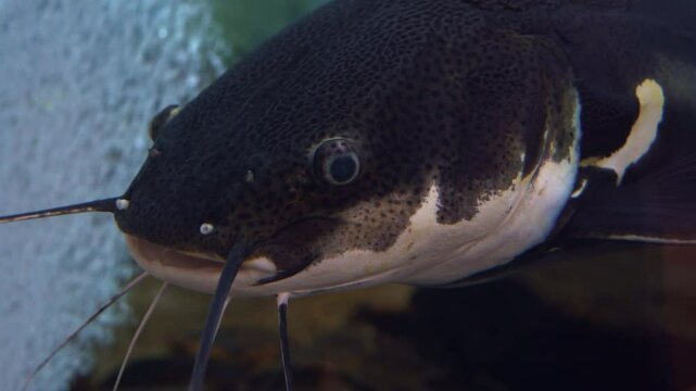 Redtail catfish (Phractocephalus hemioliopterus in the aquarium.