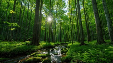 Obraz premium A lush green forest with tall trees stretching towards the sky, bathed in sunlight filtering through the leaves. The forest floor is covered in vibrant green foliage, and a clear stream flows gently