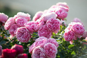 Pink Roses Leonardo da Vinci in garden