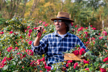 Elderly man working in floral farm countryside lift hands over head feeling successful about the...