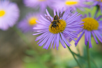 Honey bee close-up on purple daisy in garden on green background. Bee Pollinates Aster alpinus or Alpine aster lilac flower. Floral background. side view, space for text. 