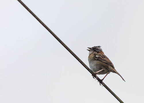 Un lindo pajarito cantando hacia el cielo, agradeciendo a Dios por su bondad