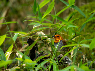 森の中で枯れ木に留まっているコマドリの雄