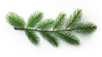 Obraz premium A Photo of Pine leaves isolated on white background.